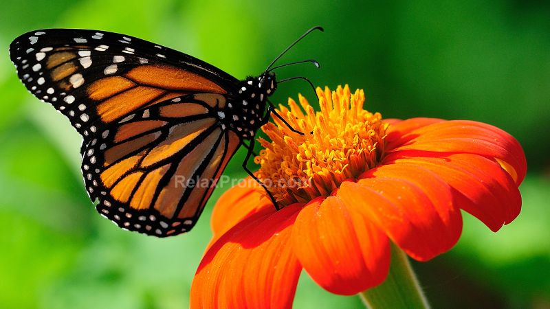 Проститутки Николаева : Антон – фото 2